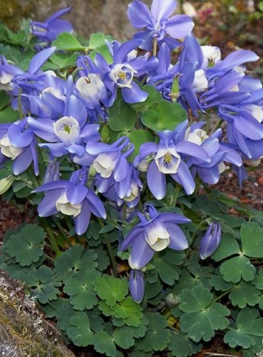 Aquilegia Cameo  Blue and white  -кандилка ниска едра (1434)